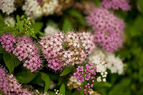 Japanische Spiere Spiraea japonica Shirobana 40-60 cm winterhart | Rosa-weisse Blueten, lange Bluetezeit, bienenfreundlich, sonnig bis halbschattig, schnittvertraeglich, robust