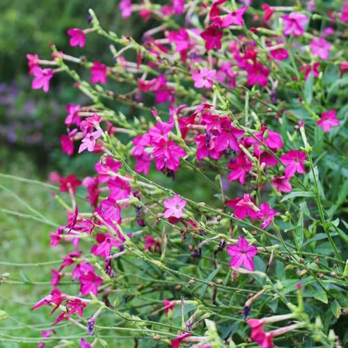 semi di tabacco biologici - giardino resistenti aiuole rialzate 700pcs