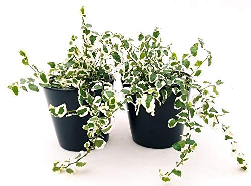 POWERS TO FLOWERS - FICUS PUMILA VARIEGATO, FICUS REPENS, 2 PIANTE V12, Piante Vere