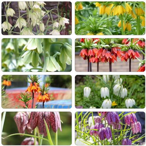 fritillaria Corona imperiale bulbi di perenni, resistenti al freddo da ufficio corona imperiale giardino decorazione balconi bonsai 9 pezzi