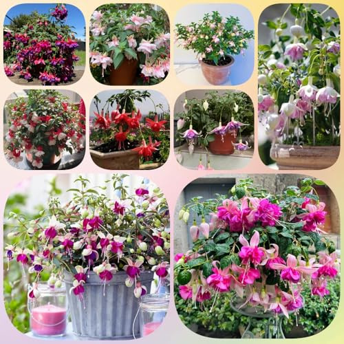 Fuchsien Hängend, geschenke für gartenliebhaber seltene exotische garten stauden winterhart mehrjährig 250Samen