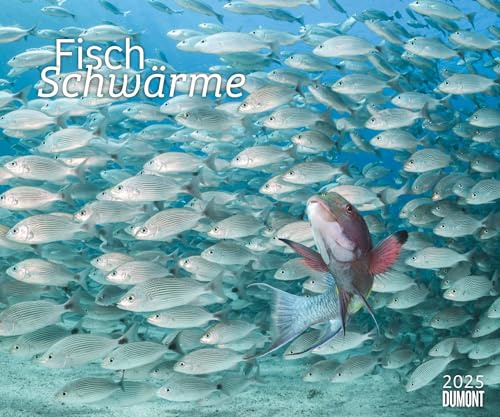 DUMONT - Fischschwärme 2025 Fotokunst-Kalender, 60x50cm, Wandkalender mit bunten Unterwasserwelt-Aufnahmen, schillernde Fischschwärme von Top-Unterwasserfotografen: Fish swarms
