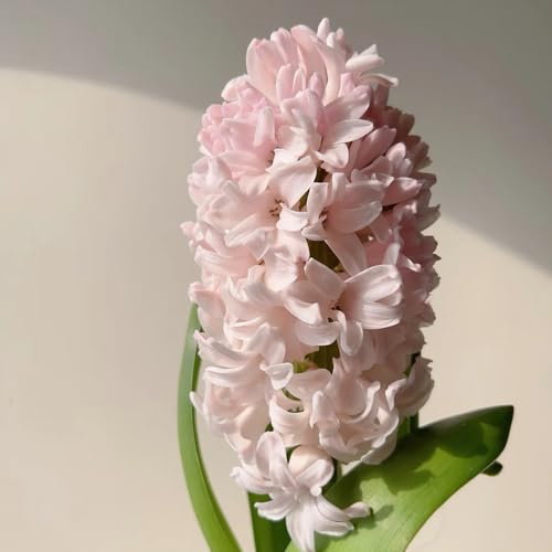 2bulbi di giacinto, sono perenni, resistenti giacinti, estate di selvatici, decorativi, interno copertura