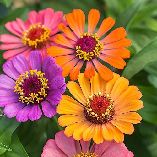 Zinnia ‘Forecast’ (Zinnia Elegans) 1 Packet (40 Seeds) by Thompson and Morgan