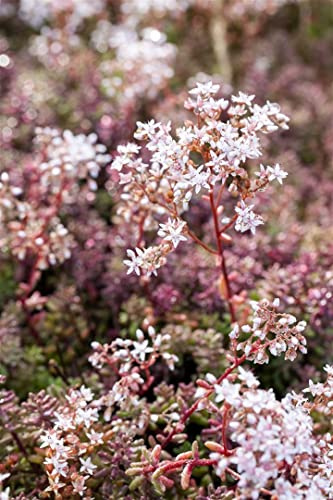 Sedum album 'Coral Carpet' 9 cm Topf – Winterhart, Immergrün, Pflegeleicht – Weißer Mauerpfeffer – Bodendecker für Steingarten & Beet
