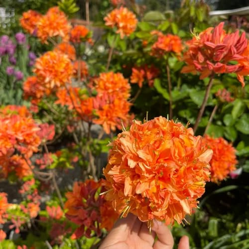 Semillas de azalea, Las de jardín son resistentes de rododendro resistente para lugares soleados semillas de balcón 100pcs