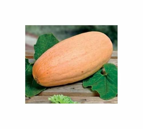 Stk - 15x Pumpkin Pink Banana Jumbo Kürbis Gemüse Pflanzen - Samen K559 - Seeds & Plants Shop by Ipsa