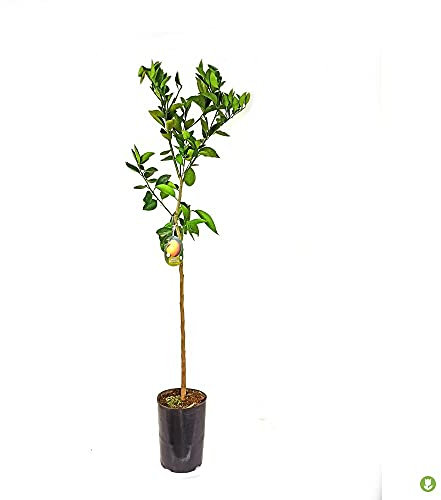 ARBOL NATURAL NARANJO WASHINGTON M20 140CM