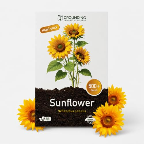 Grounding Maxi - Frön av dvärgsolros gyllengul, 500 frön, höjd 40–60 cm - Helianthus annuus är idealisk för kantplanteringar, rabatter och stora krukor - Europeisk kvalitet