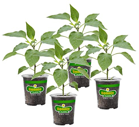 Bonnie Plants Yellow Bell Pepper Live Vegetable Plants - 4 Pack, Non-Gmo, 2 - 3' Plants, 4.5 x 4 Pepper Size