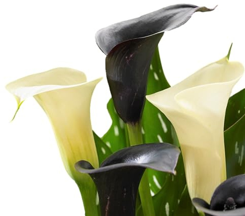 Easy to Grow Calla Lily Tuxedo Collection 6 Flower Bulbs - Summer Black and White Mix Blooms, Tropical Garden