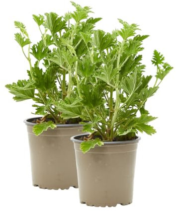 Verdecora Pack 2 Geranio Antimosquitos | Pelargonium Graveolens | Planta de exterior en maceta Ø13cm | Fragancia Citronella - Repele a los mosquitos