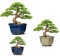 Vaso Bonsai Ceramica Mame e Shohin | Set 3 Vasi Esagonali | Vaso per Bonsai Ceramica in 3 Misure | Vasi Bonsai Giapponesi | Vaso per Bonsai Ceramica con Drenaggio