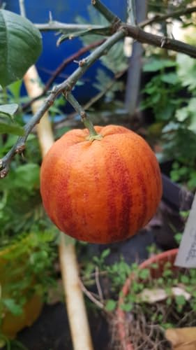 Citrus meyeri x sinensis 'Doppio Sanguinolo' greffé sur Poncirus trifoliata/Hybride de citron Meyer et d'orange sanguine/Conteneur de 5 à 6 litres/Touffe