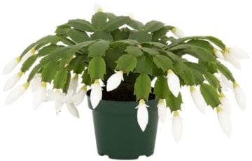 DECOALIVE Schlumbergera – Cactus de Navidad Natural en Maceta