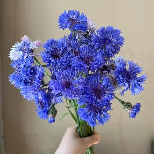 Semi di fiordaliso semi resistenti Centaurea cyanus regali sostenibili Le perenni sono 50pcs