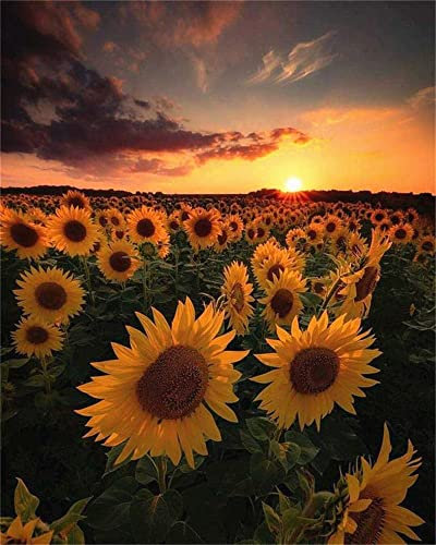 Zdklfm69 Malen nach Zahlen Ölgemälde nach Zahlen Landschaft Erwachsene Sonnenblume Sonnenuntergang auf Leinwand Ölbild Zeichnung Malen nach Zahlen Dekoration Geschenk 40x50cm