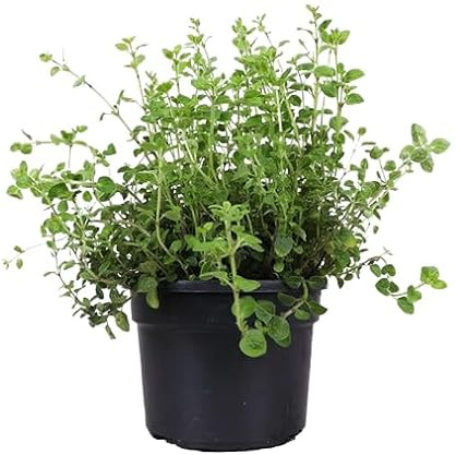 Hierba de Orégano Planta Aromática Origanum Vulgare
