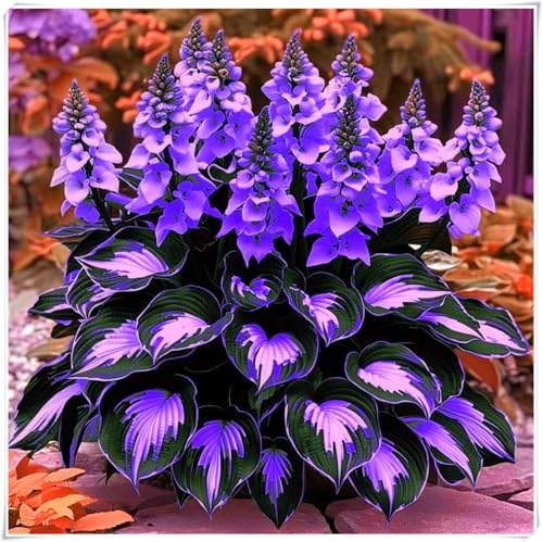 rare-Ideal für deutsche Gärten,winterharte,winterharte für garten,Winterharte für Innenräume und Gärten, Hosta Rhizome-4 Rhizome-H