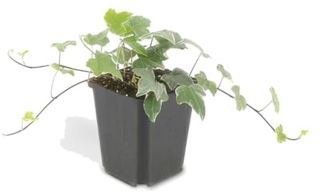 Edera Rampicante Hedera Helix Glacier, Verde Argento, Set da 48, H10-25cm