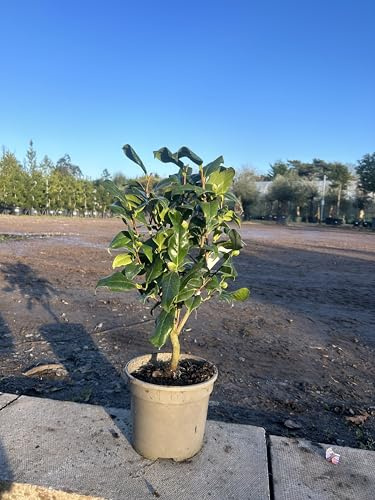 Camellia Japonica 'Lady Vansittart', Evergreen Flowering Shrub, Pink and White Variegated Blooms 60cm 3L
