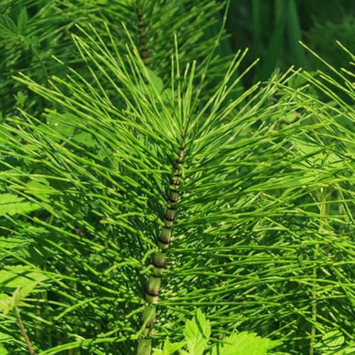 Equisetum hyemaleSamen, seltene wildkräuter garten kräutersamen teichpflanzen geschenke für gärtner kräutergarten kräuterpflanzen nachhaltige produkte 250pcs