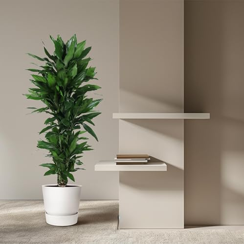 Drachenbaum Dracaena deremensis Janet Lind stark verzweigt 31cm Topf