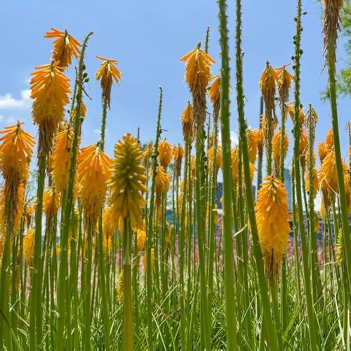 Semi di giglio torcia, semi di Kniphofia uvaria, semi di varietà antiche Le da giardino sono esotiche resistenti 25pcs
