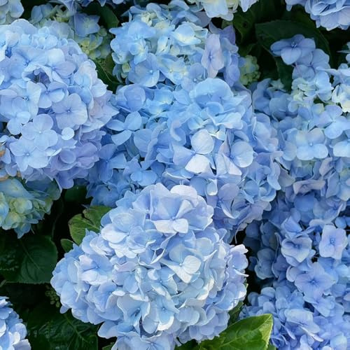 Semillas de hortensias, semillas de interior de siembra de otoño exóticas 30pcs