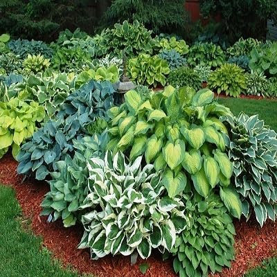 Nouvelles graines fraîches de plantes hosta 60 pièces