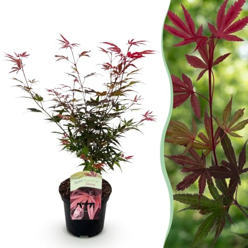 GreenboutiQ - Balkonpflanze - Japanischer Ahorn - Acer palmatum Shaina - Rot - 1 Pflanze - Laubabwerfend - Topf 19cm Höhe 70cm