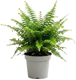 Helecho de Boston Frondoso Nephrolepis Exaltata DECOALIVE para Mesa Auxiliar con Maceta 14 cm de Diámetro y Altura 35 cm