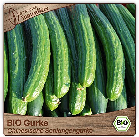 Samenliebe BIO Gurken Samen alte Sorte Chinesische Schlangengurke Freilandgurke lange Salatgurke grün 10 Samen samenfestes Gemüse Saatgut für Gewächshaus Freiland und Balkon BIO Gemüsesamen