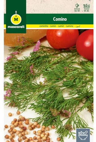 Mascarell Semillas, COMINO, Semillas de Hierbas Aromáticas para Plantar, Crea tu Propio Huerto en Casa, 3 Gramos