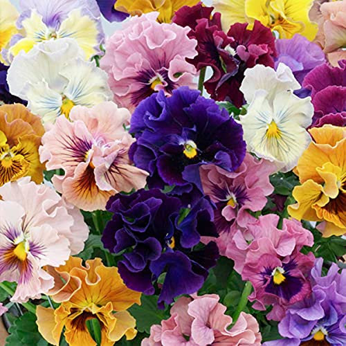 Welldales 50 UK Pastel Giant Mixed Frilly Pansy Seeds Grow Flowers in Pots Basket Gardens