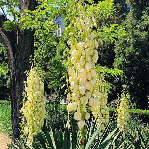 Comprar semillas de lirio de palma - verano silvestres de verano resistentes para de balcón jardín 85pcs