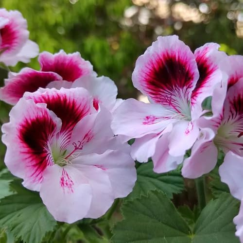 semi di geranio perenni - balcone biologici da appartamento esotiche resistenti di decorazione ufficio 80pcs