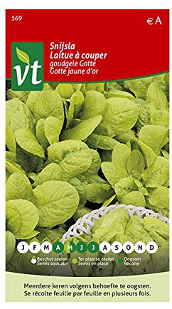 Laitue Gotte jaune Graines - Donne rapidement une récolte de feuilles tendres