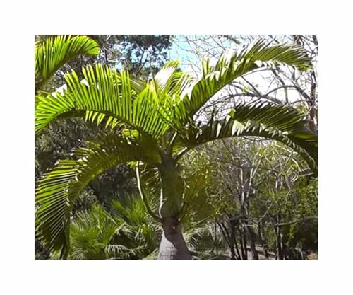 Stk - 10x Hyophorbe lagenicaulis Flaschenpalme Garten Pflanzen - Samen ID1769 - Seeds & Plants Shop by Ipsa