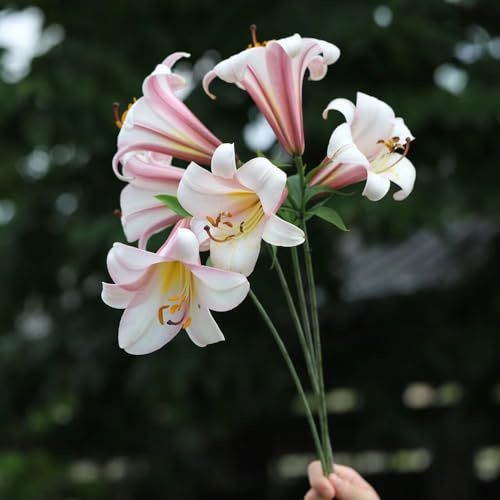 2 pcs lilien zwiebeln kaufen - Lilium brownii - winterharte kübelpflanzen, nachhaltige geschenke für frauen riesenlilien baumlilien winterhart knollen deko pflanzen, winterharte stauden