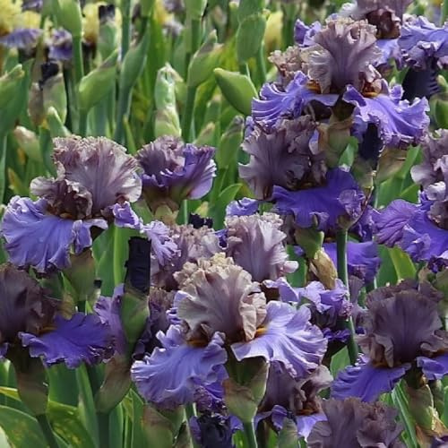 Semi di Iris - Iris tettoria - le da giardino roccioso sono resistenti semi da giardino biologici Le perenni sono perenni 500pcs