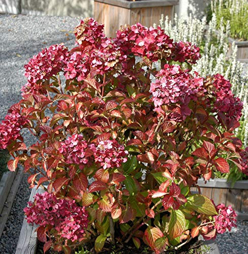 Bauernhortensie Masja 30-40cm - Hydrangea macrophylla