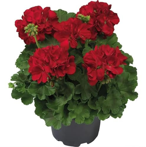 Planta de Geranio Natural con Flores Ideal para Jardines Terrazas y Balcones