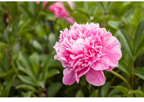 Paeonia x lactiflora 'Dr Alexander Fleming' - Edel-Pfingstrose 'Dr. Alexander Fleming' - 11cm Topf