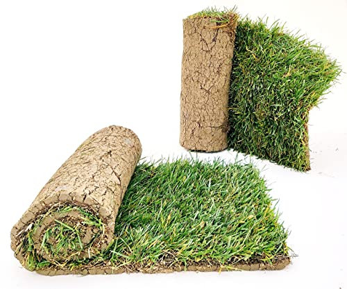 POWERS TO FLOWERS - PRATO A ROTOLI, ERBA A ROTOLO VERA, ERBA DA GIARDINO, 3 ROTOLI DA 40cm x 123cm, pianta vera