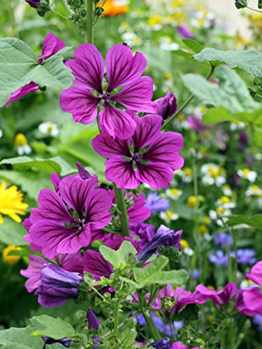 600 Samen Mauretanische Malve Malva sylvestris var. mauritiana Teepflanze und Heilpflanze für Landgarten und Bauerngarten