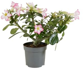 Bloomique - Adenium Obesum - Wüstenrose - blühend - Zimmerpflanzen - sehr pflegeleicht - Topf 13 cm - Höhe 25-35 cm