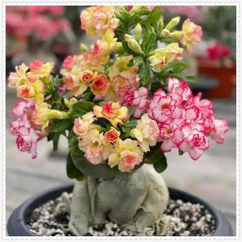 Adenium obesum bulbi,Piante perenni,Rosa del Deserto pianta vera,rosa del deserto,Tagliare,resistenti al freddo,Adenium obesum pianta,bulbi rosa del deserto(non artificiali)-1bulbi-D