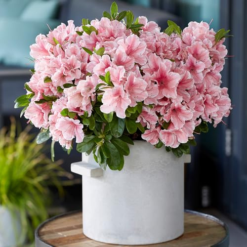 YouGarden - Azalea Encore 'Sunburst' 8cm x3