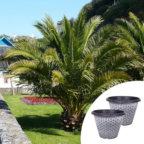 YouGarden Phoenix canariensis Canary Island Date Palms, Pair of Established, 60-80cm Tall Evergreen Trees in 14cm Pots, with Pair of 30cm Black and Silver Wicker Style Plastic Planters